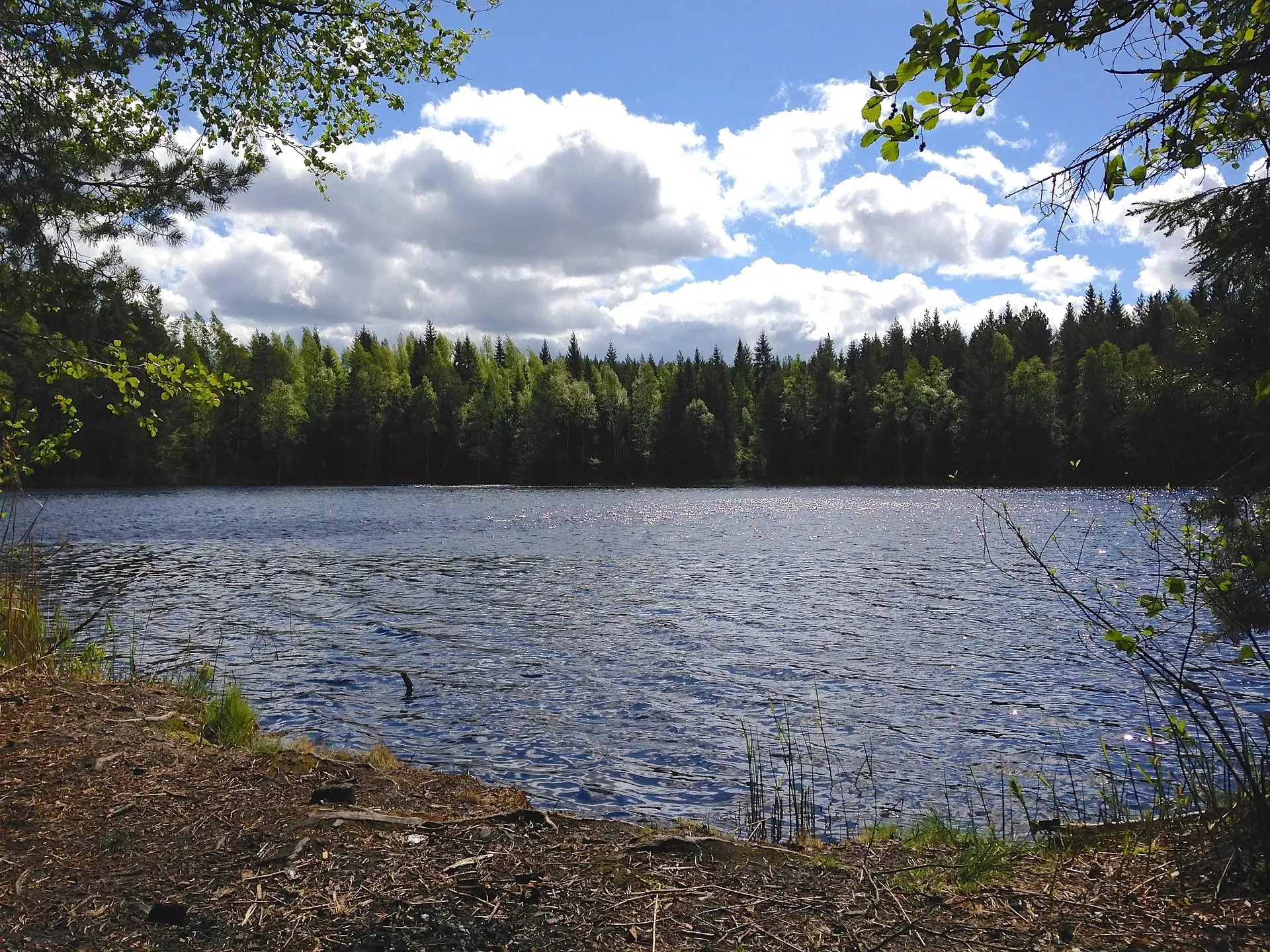 Finnish nature: lake and forest behind