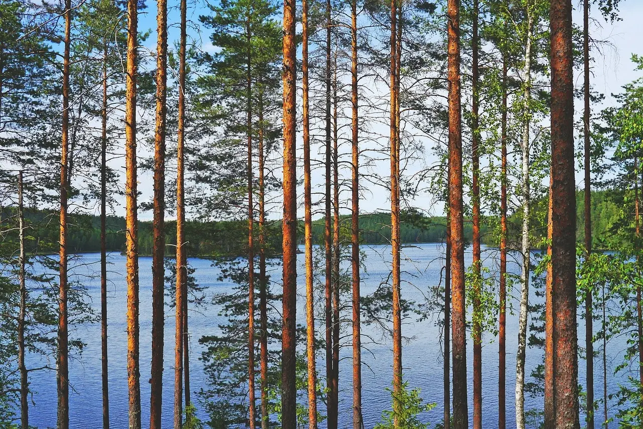 A Finnish birch forest