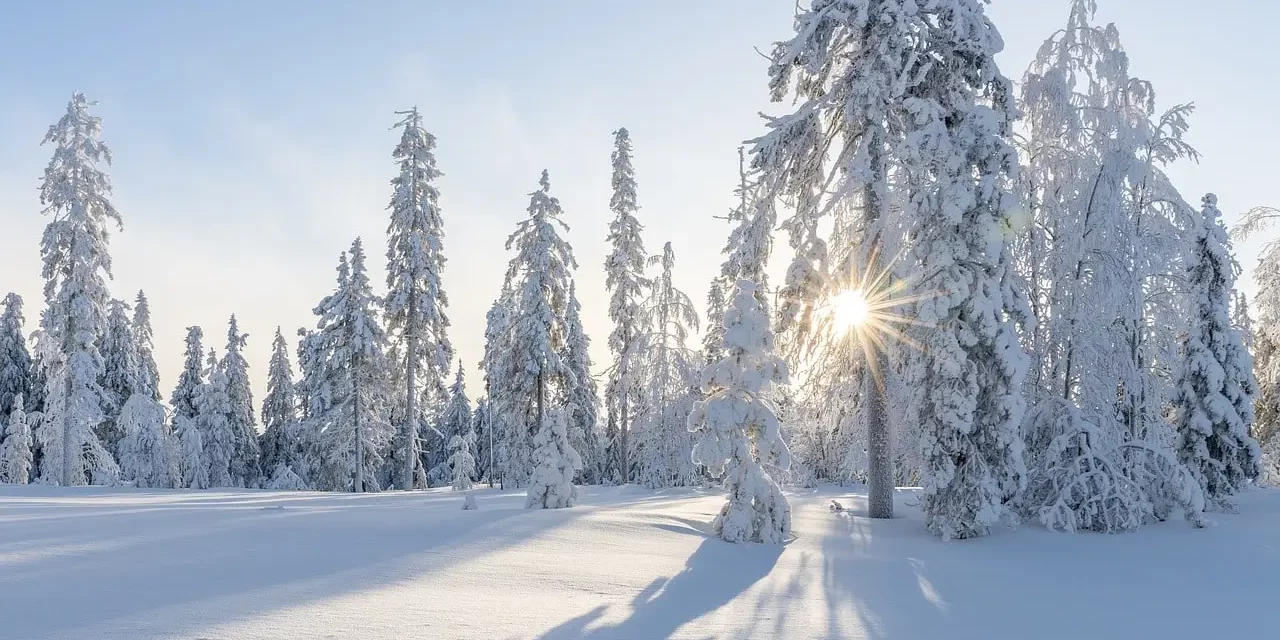 A Snowy Winter Landscape